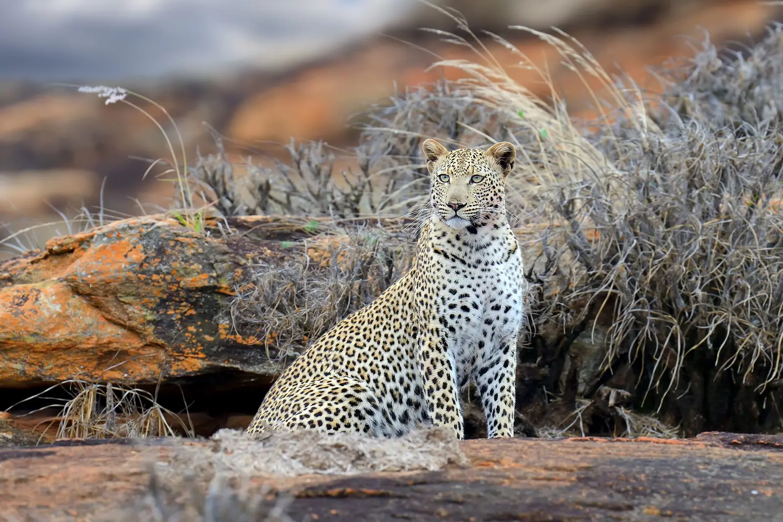 A leopard resting on a mound in Tsavo East National Park, Kenya.