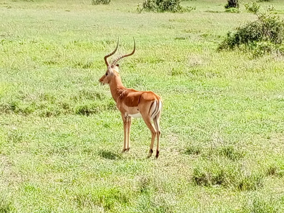 An antelope at Ol Pejeta Conservancy, Kenya.