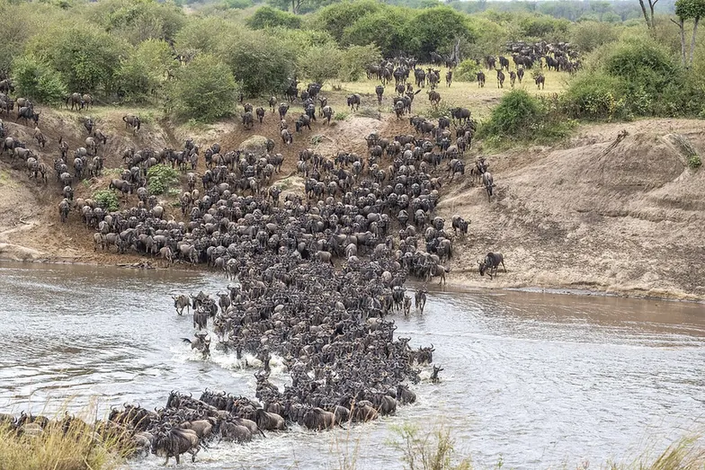 Wildebeest crossing the Mara River in Serengeti National Park, Tanzania, within the wider migration ecosystem.