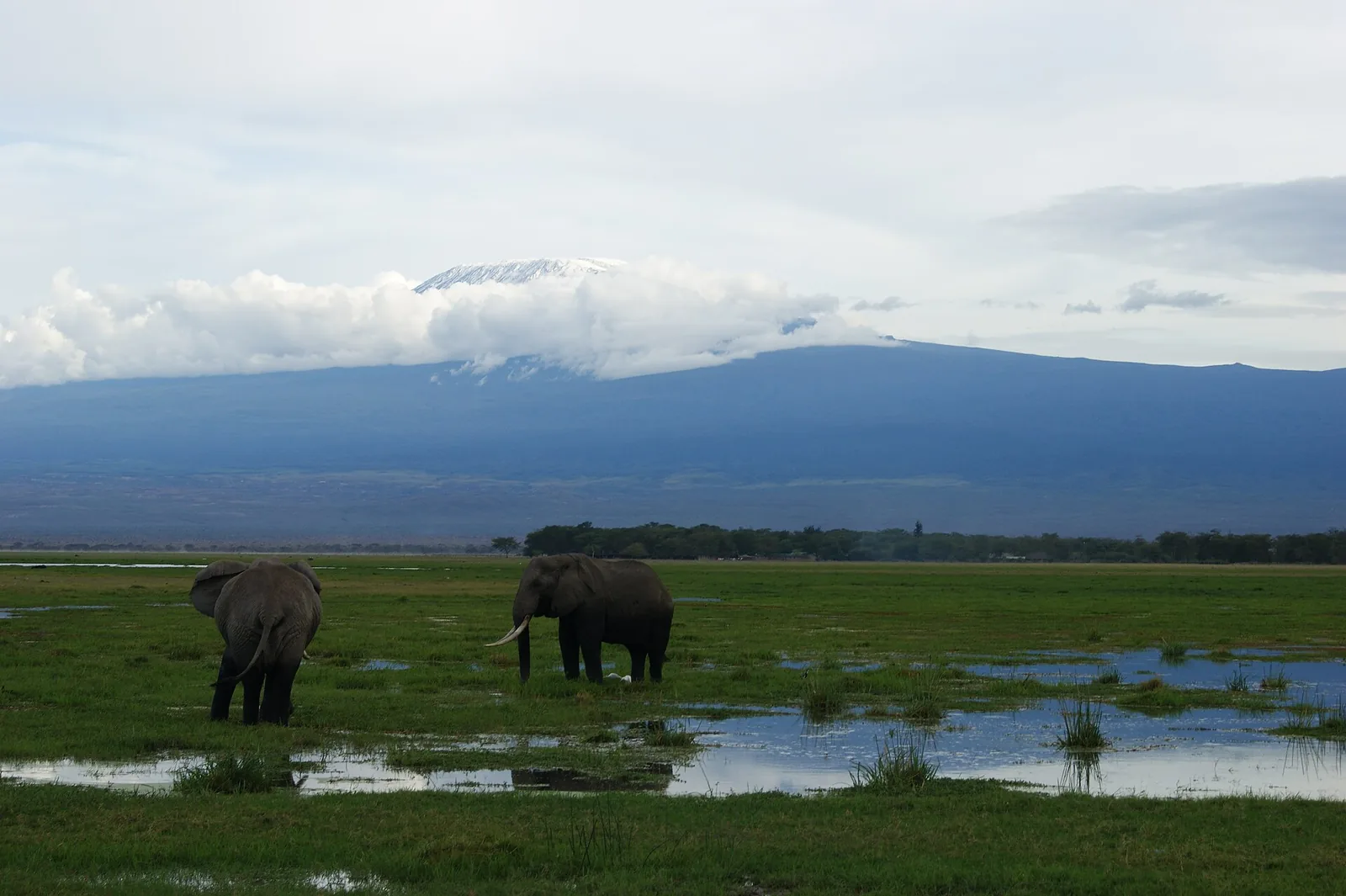 Elephants and Mount Kilimanjaro seen from Amboseli National Park.