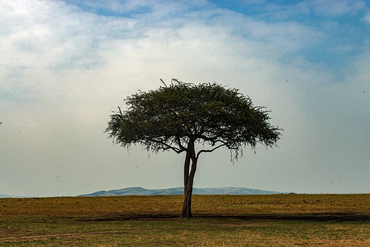 An acacia tree in the Maasai Mara landscape, Kenya.