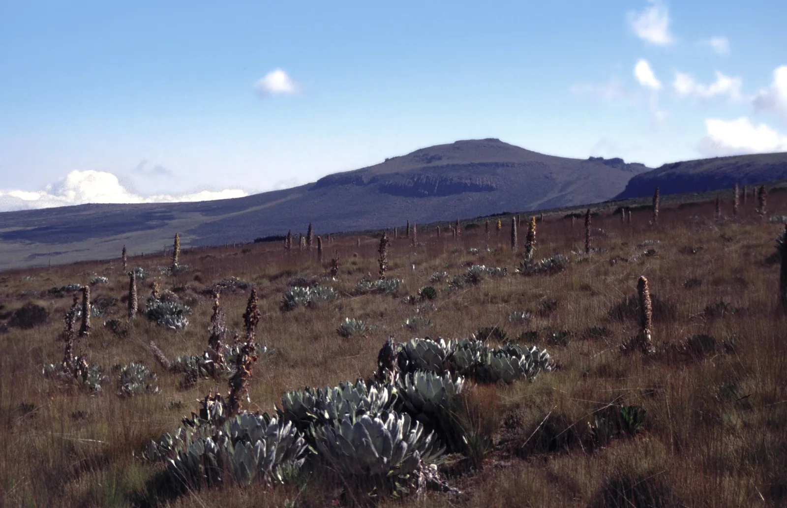 High-altitude vegetation below the peaks of Mount Kenya.