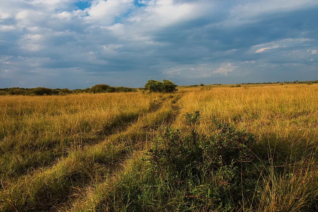 A dirt road through the Maasai Mara landscape, Kenya.