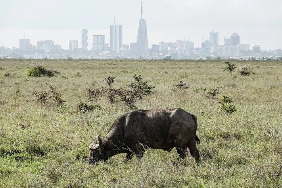 Buffalo in Nairobi National Park with the city skyline in the distance.