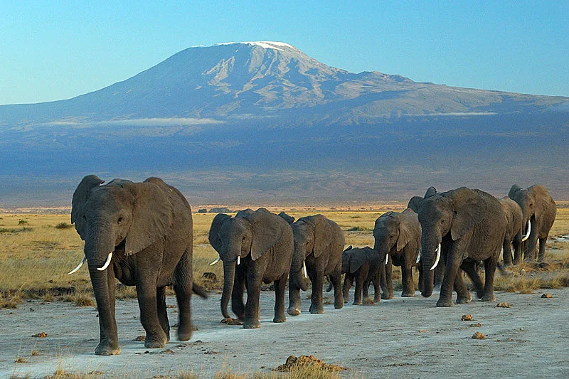 Elephants in Amboseli National Park with Mount Kilimanjaro behind them.