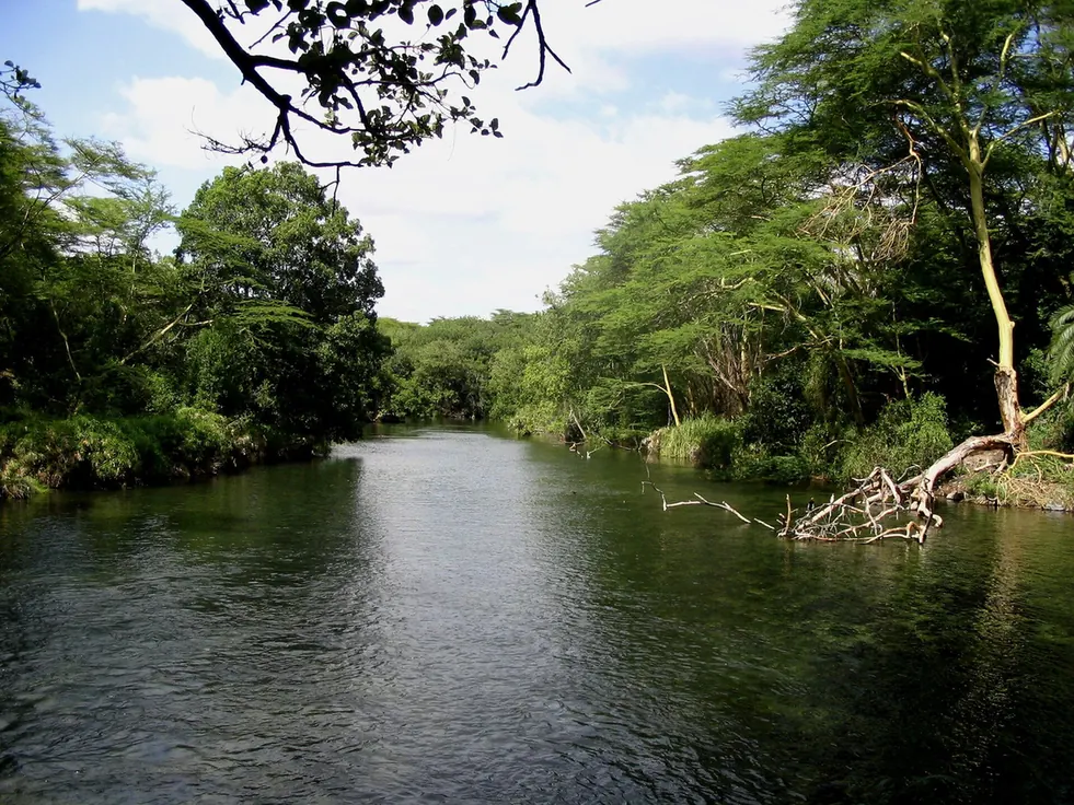 The Tsavo River running between trees in Tsavo West National Park.