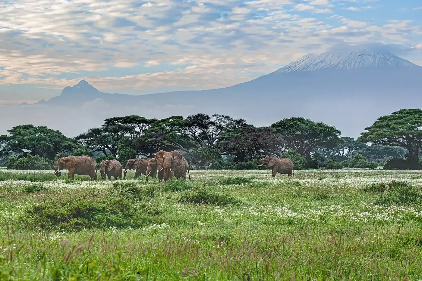Elephants in Amboseli National Park with Mount Kilimanjaro in the background.