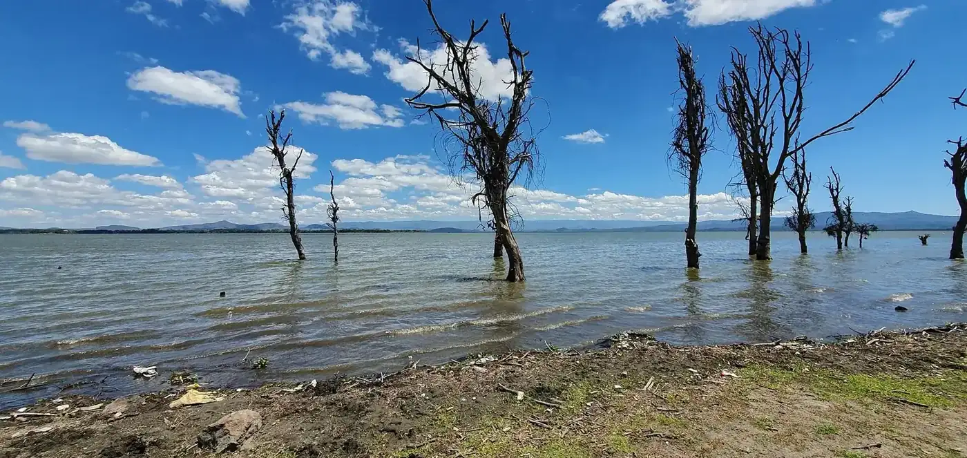 Shoreline of Lake Naivasha, Kenya.
