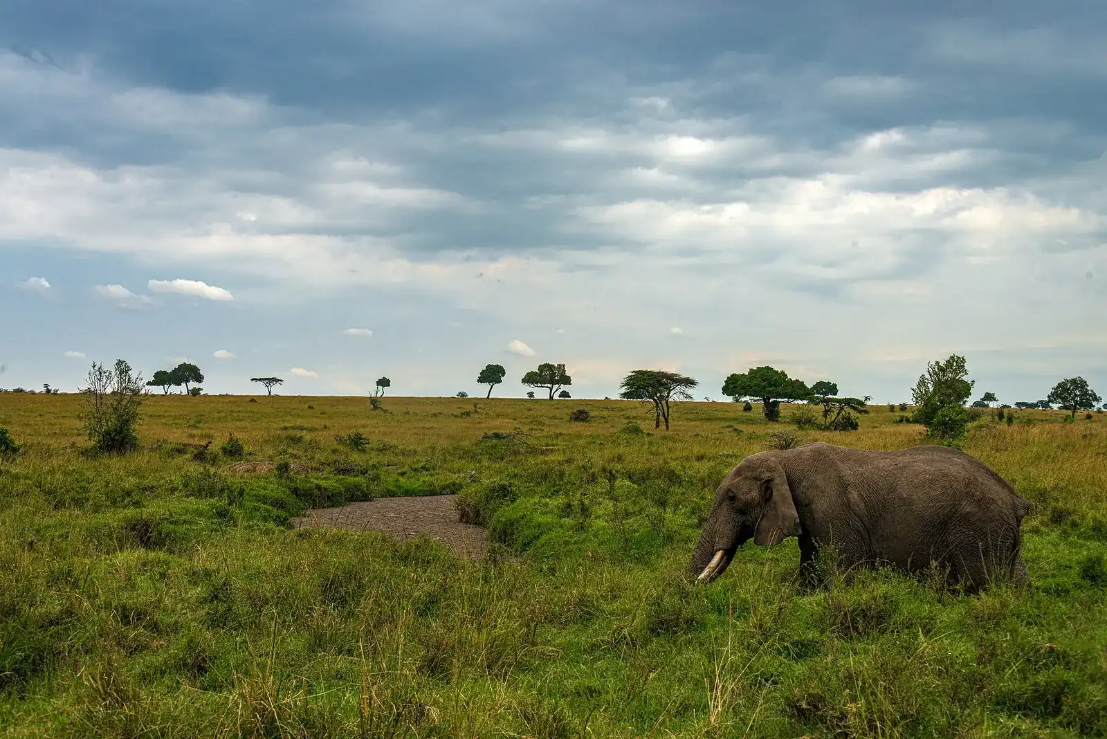 Elephant on the open grasslands of Maasai Mara, Kenya.