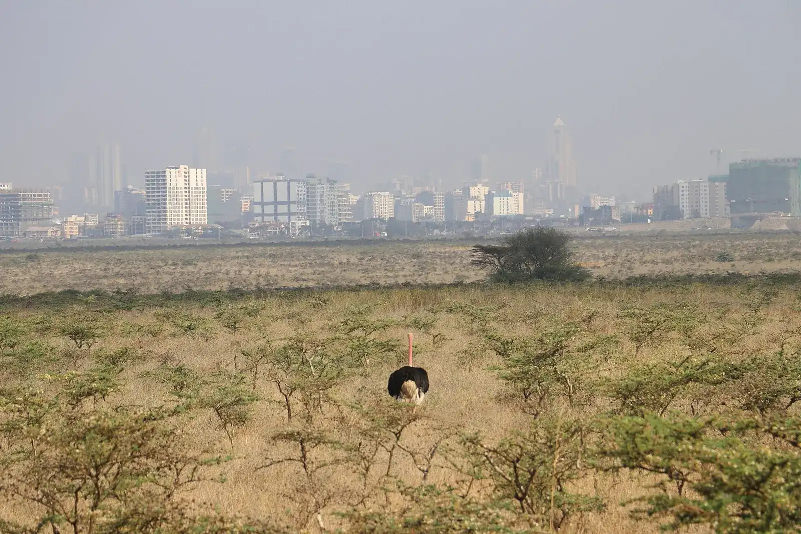 Ostrich in Nairobi National Park with the city skyline in the background.
