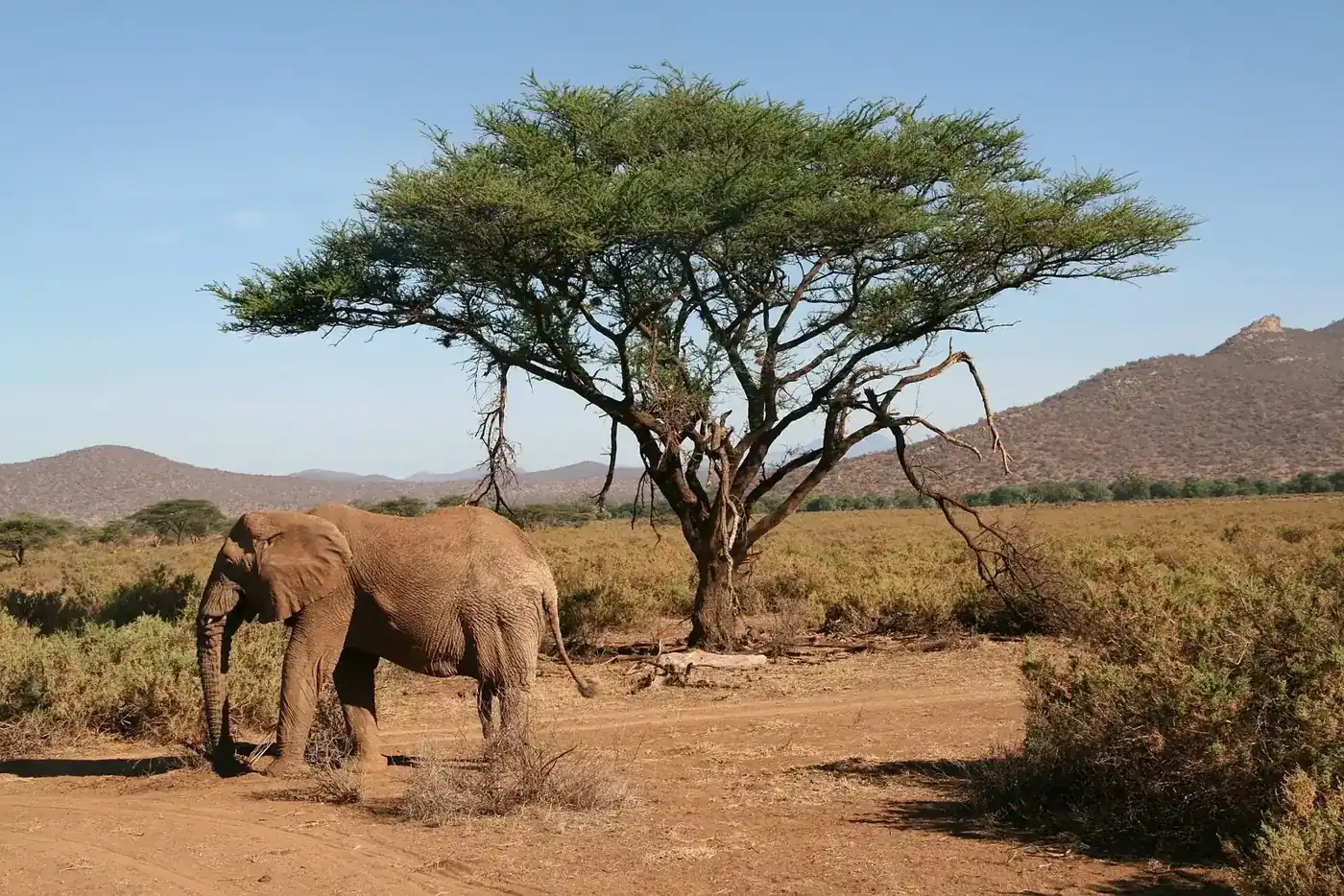 Elephant beside an acacia tree in Samburu National Reserve, Kenya.