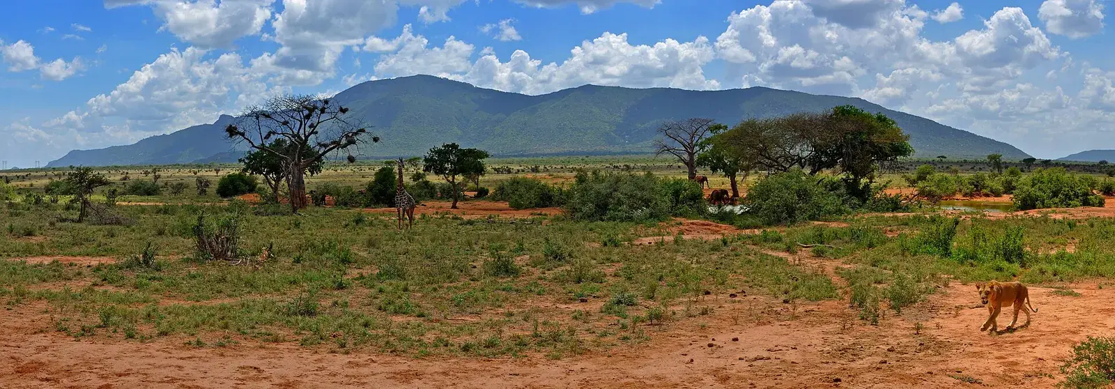 Wide view across the landscape of Tsavo East National Park, Kenya.