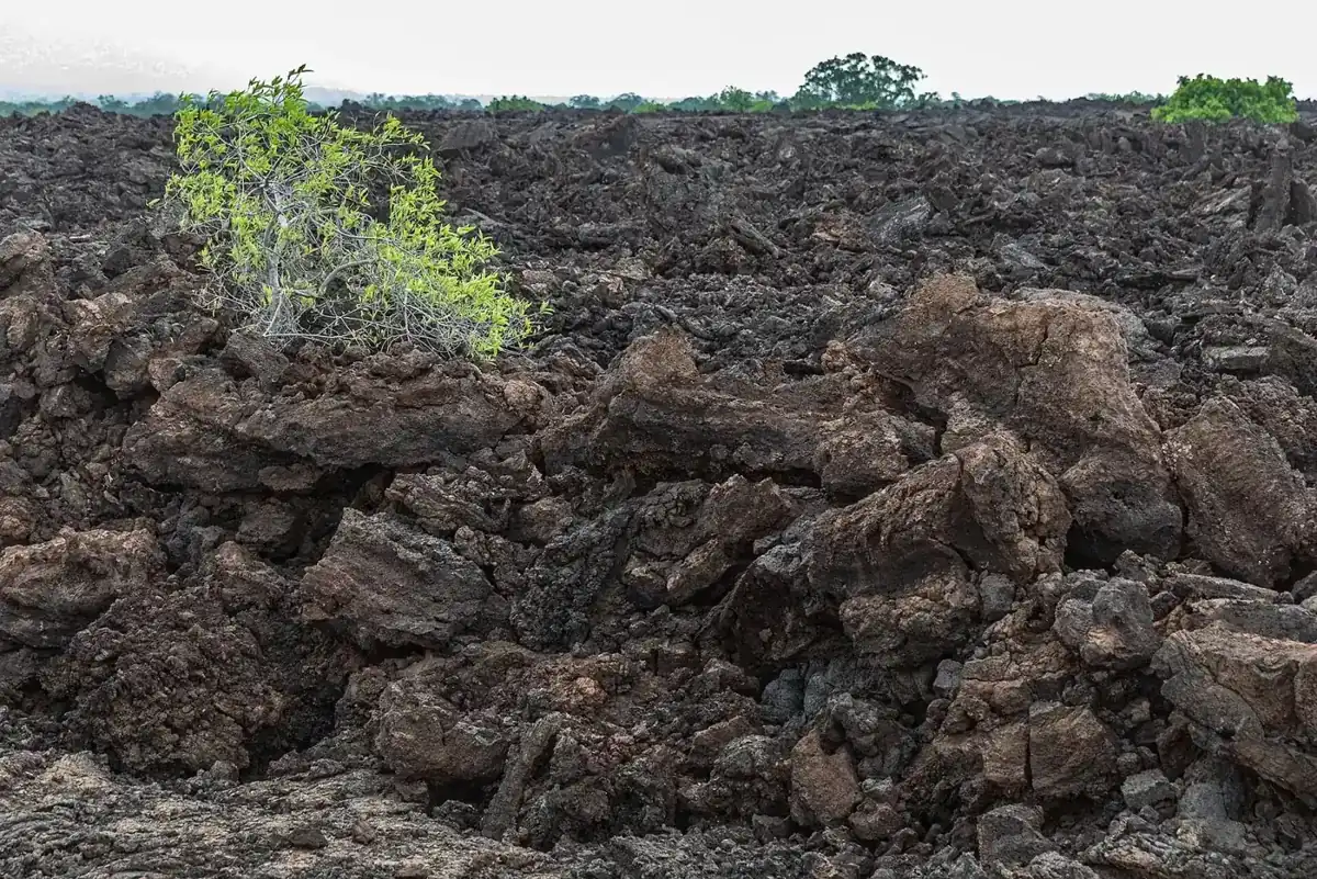 Dark volcanic rock at the Shetani Lava Flow in Tsavo West National Park.